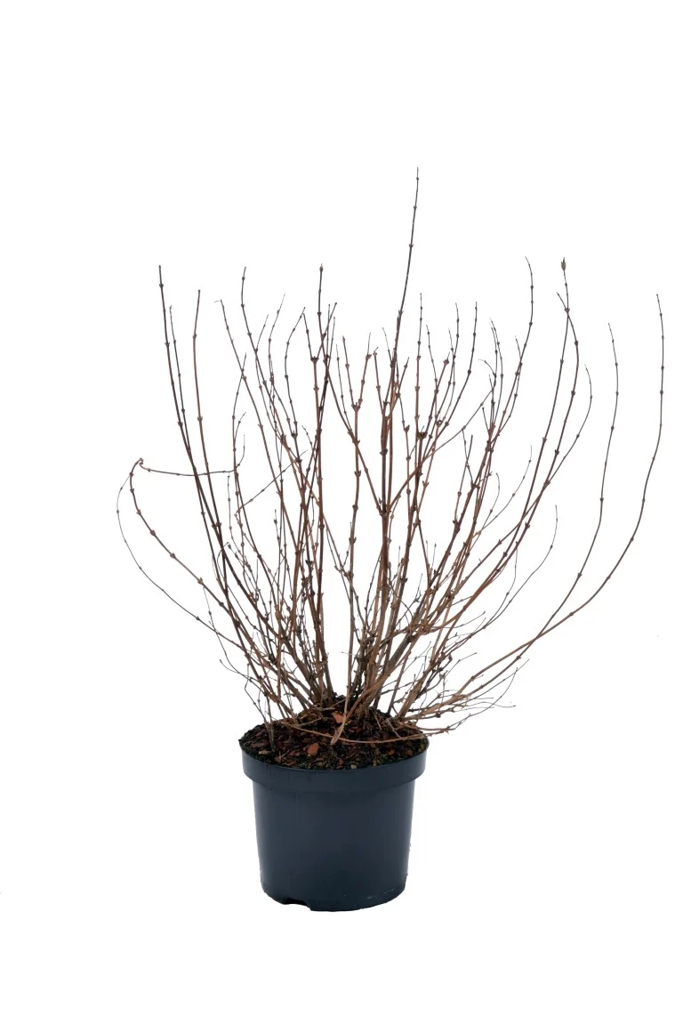 Deutzia gracilis C5 (5 liters kruka) 40-50 cm