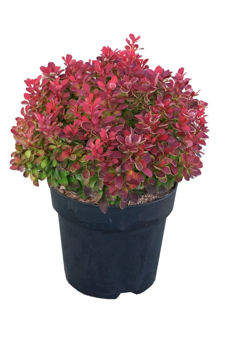 Berberis thunb. 'Ruby Star'® C4 (4 liters kruka) 30-40 cm