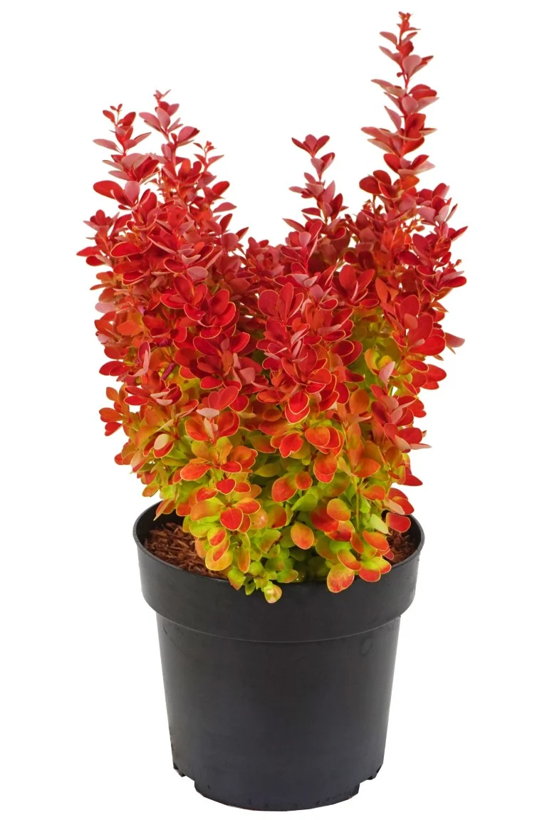 Berberis thunb. 'Orange Ice'® C4 (4 liters kruka) 30-40 cm