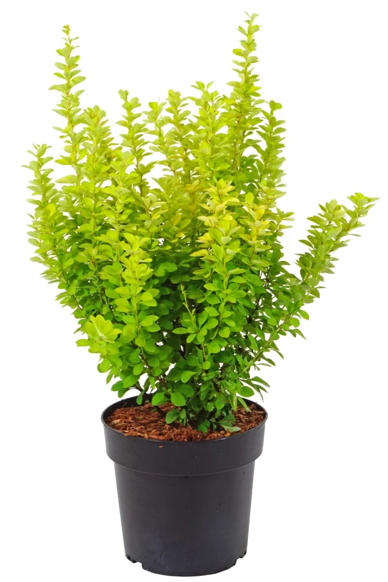 Berberis thunb. 'Maria'® C4 (4 liters kruka) 30-40 cm
