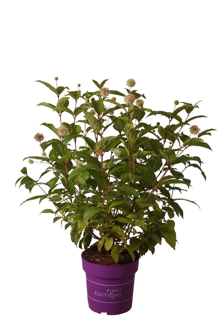 Cephalanthus occidentalis 'Fiber Optics' C4 (4 liters kruka) 40-60 cm