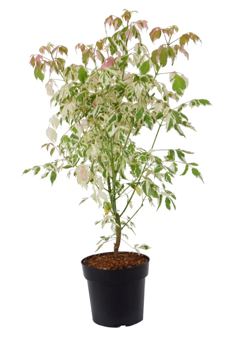 Acer negundo 'Flamingo' C4 (4 liters kruka) 60-80 cm
