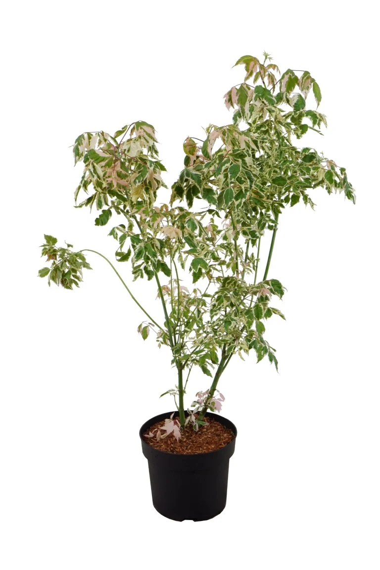 Acer negundo 'Flamingo' C10 (10 liters kruka) 100-125 cm