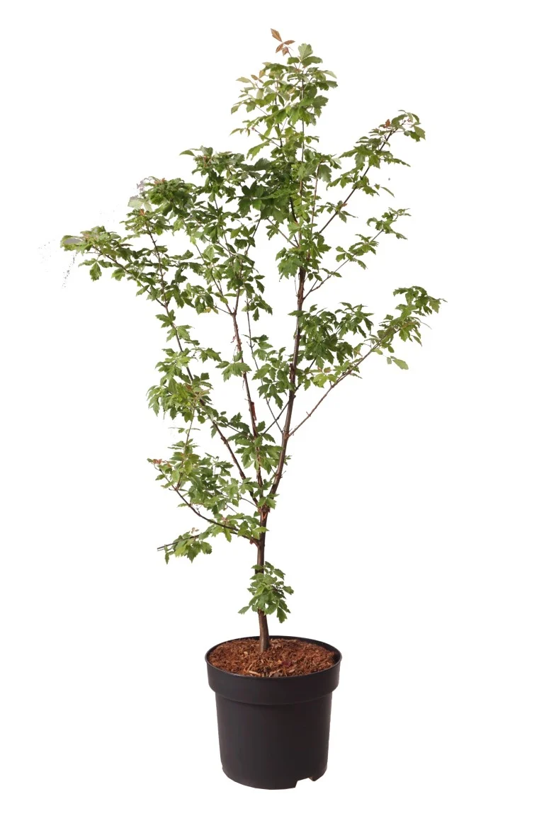 Acer griseum C10 (10 liters kruka) 80-100 cm