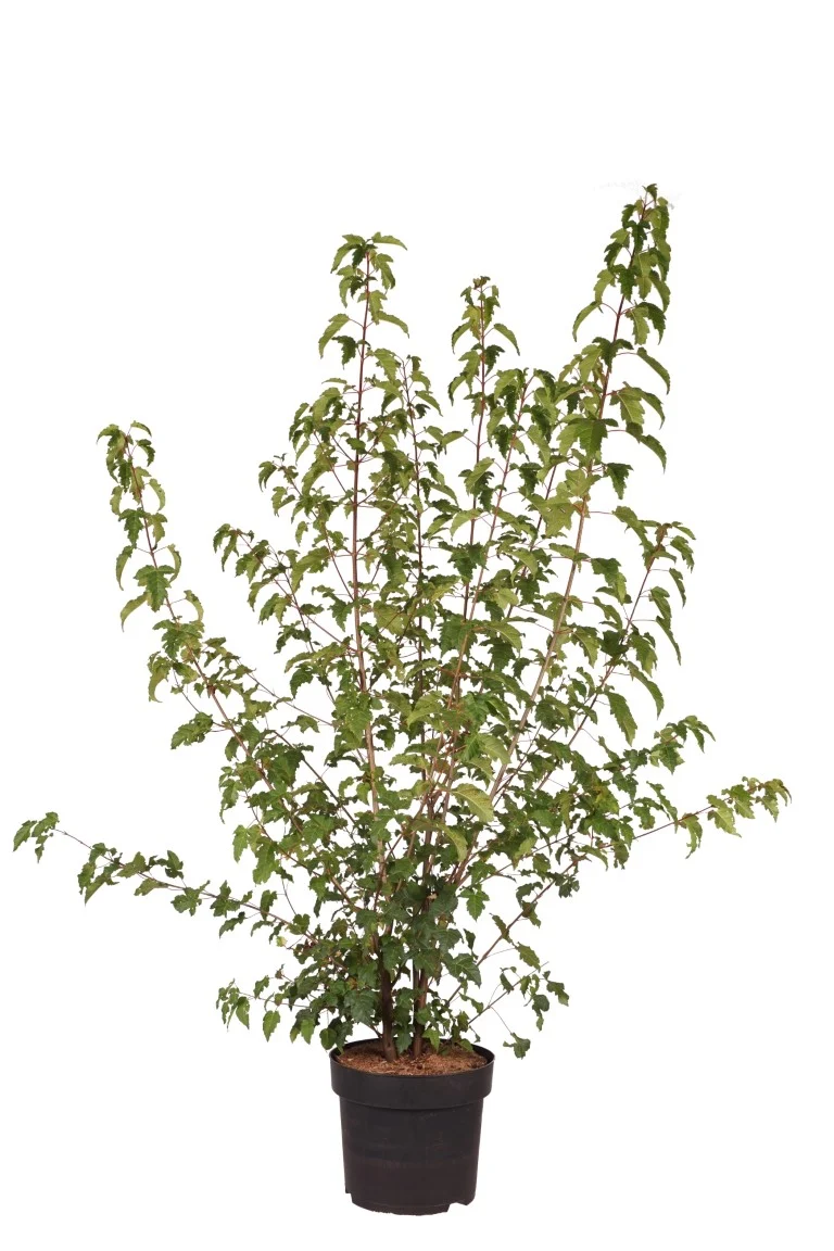 Acer ginnala C10 (10 liters kruka) 100-150 cm