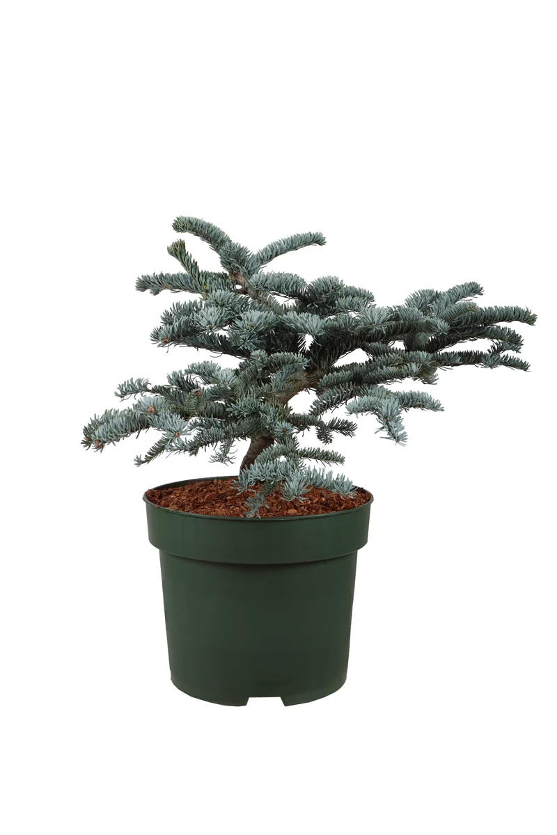 Abies procera 'Glauca' C10 (10 liters kruka) 40-50 cm