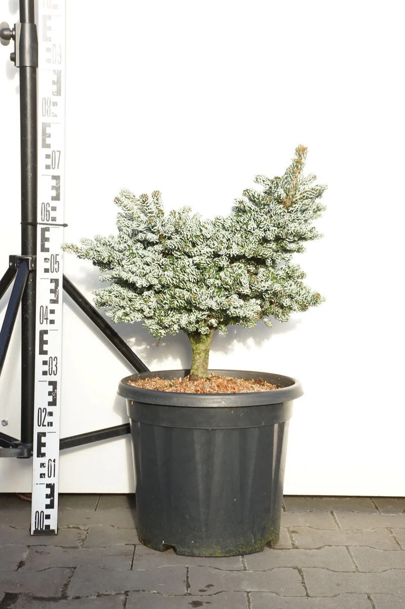 Abies koreana 'Kohout's Icebreaker' C20 (20 liters kruka) 30-40 cm