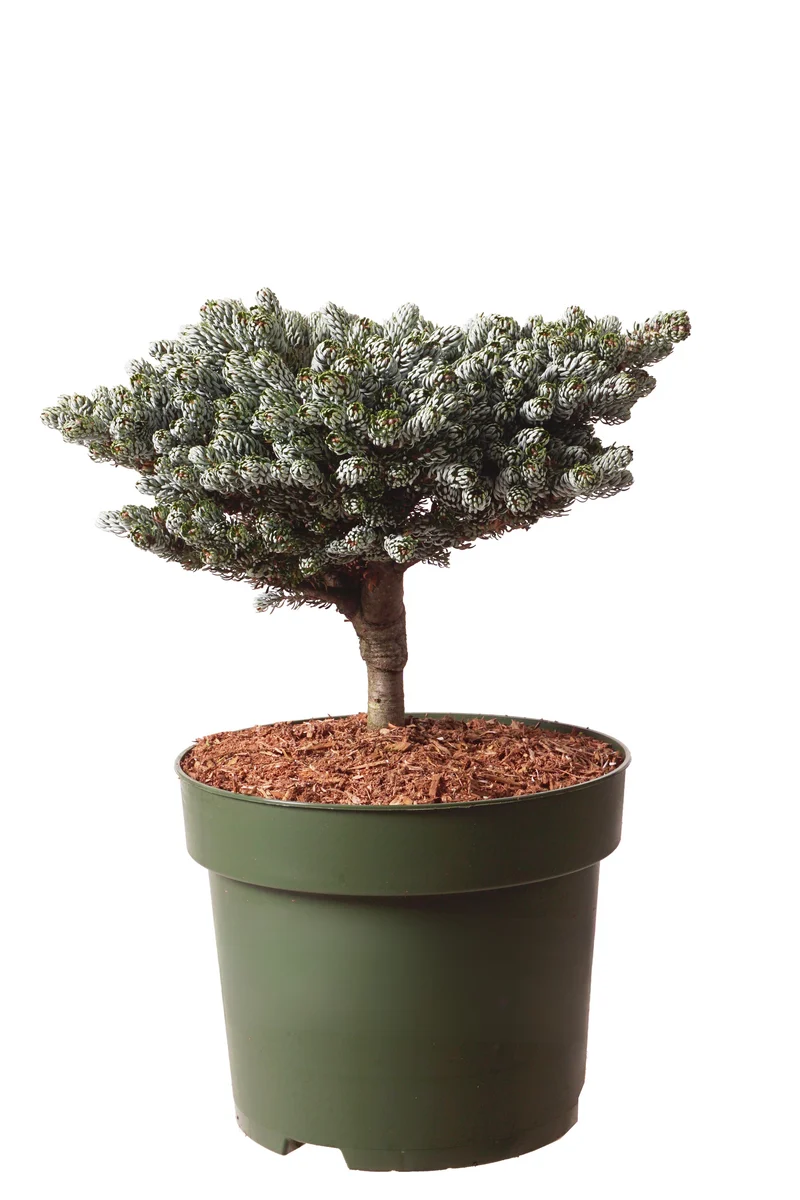 Abies koreana 'Kohout's Icebreaker' C10 (10 liters kruka) 25-30 cm