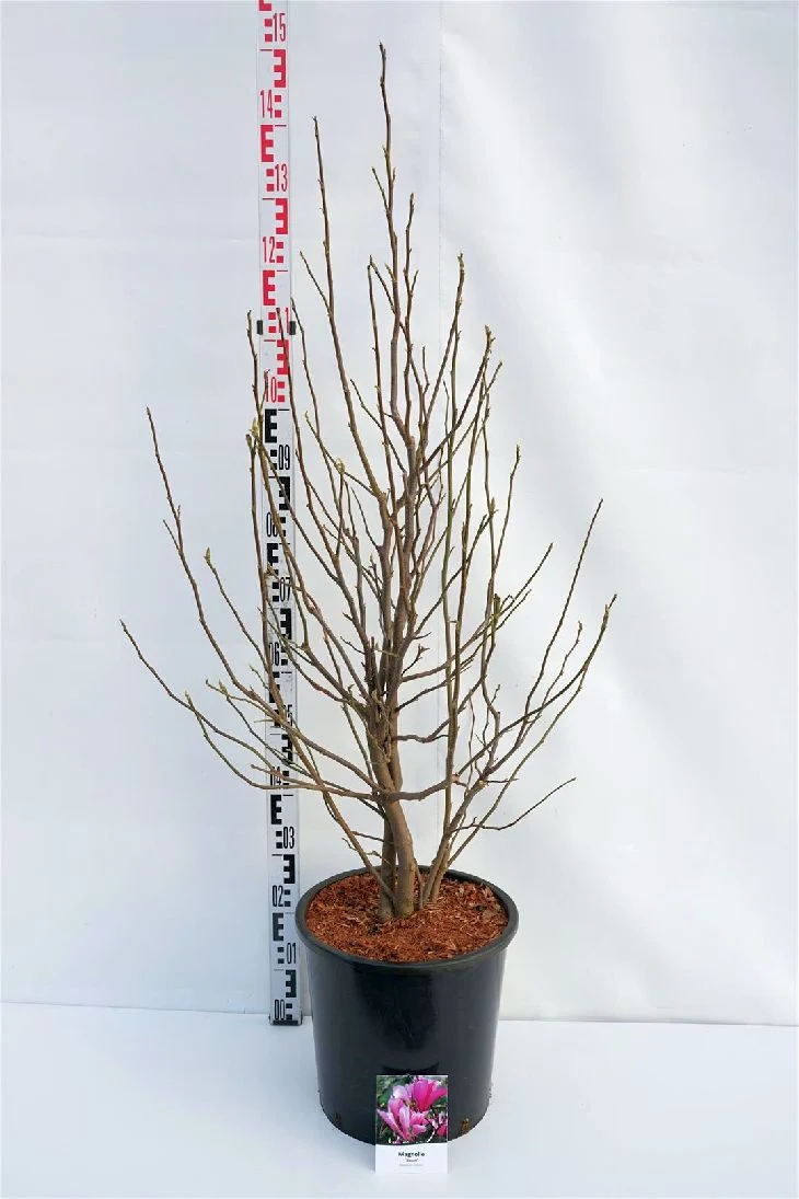 Magnolia 'Susan' 100-125 cm C18 (18 liters kruka)