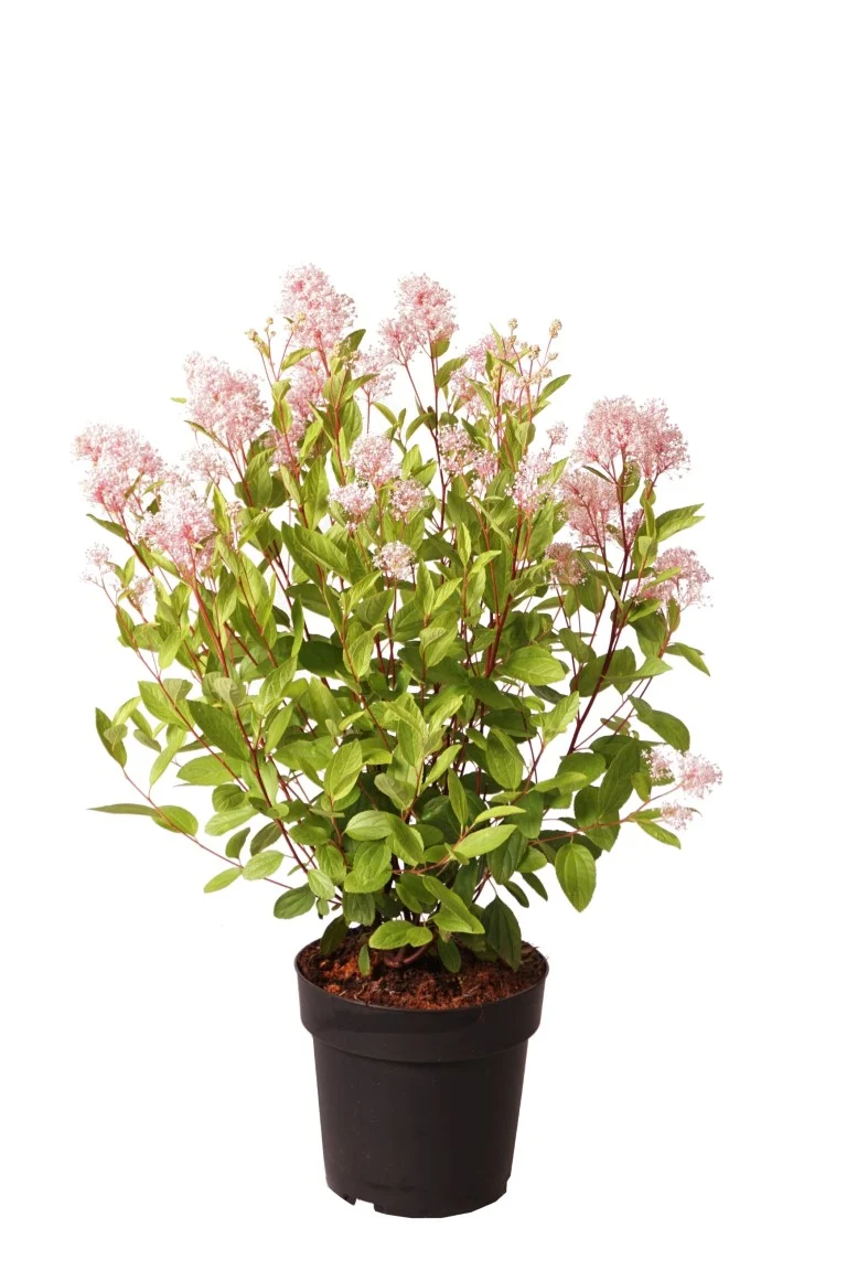 Ceanothus palli. 'Marie Simon' C4 (4 liters kruka) 40-60 cm