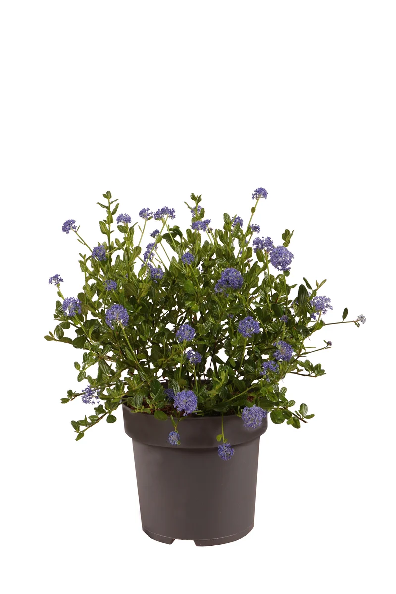 Ceanothus imp. 'Victoria' C3 (3 liters kruka) 30-40 cm