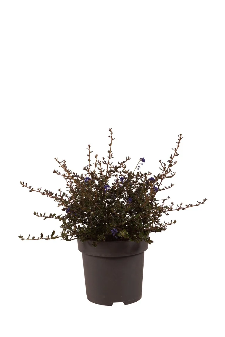 Ceanothus 'Blue Sapphire' C3 (3 liters kruka) / 19 cm kruka 30-40 cm