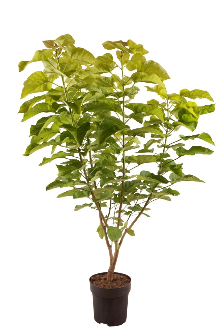 Catalpa bignonioides 'Aurea' C15 (15 liters kruka) 125-150 cm