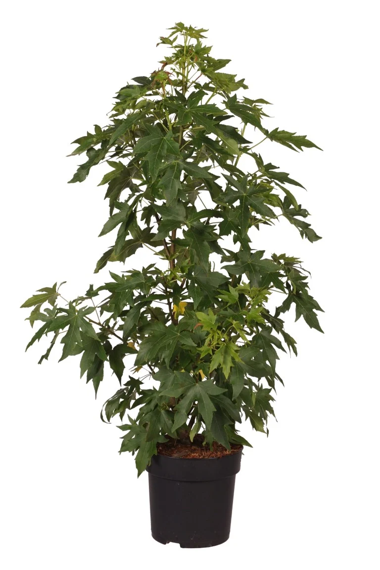 Liquidambar st. 'Worplesdon' 60-80 cm - C5 (5 liters kruka)
