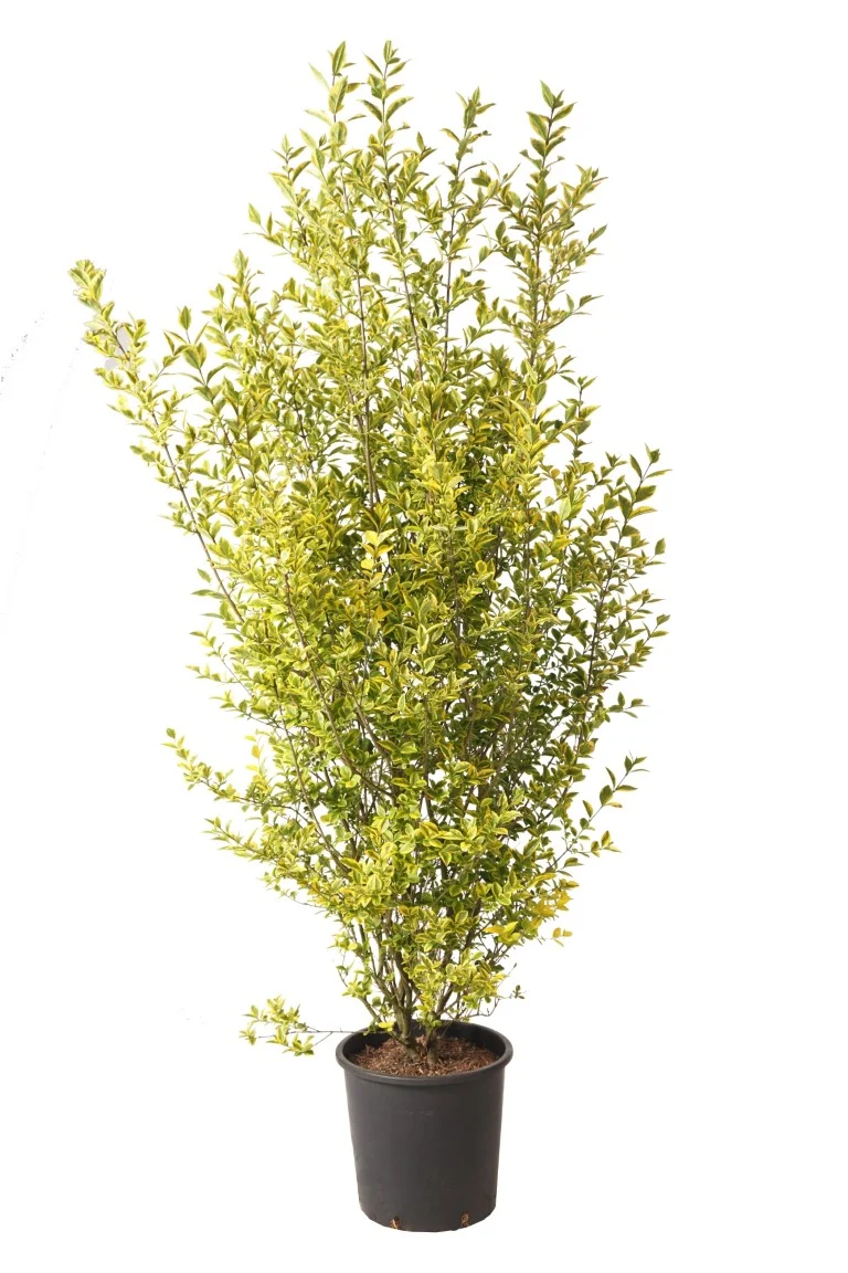 Ligustrum oval. 'Aureum' C18 (18 liters kruka) 100-125 cm