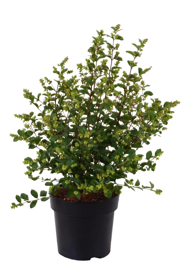 Symphoricarpos 'Magical Galaxy' C4 (4 liters kruka) 40-60 cm