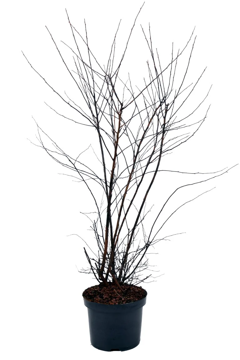 Spiraea vanhouttei C4 (4 liters kruka) 60-80 cm