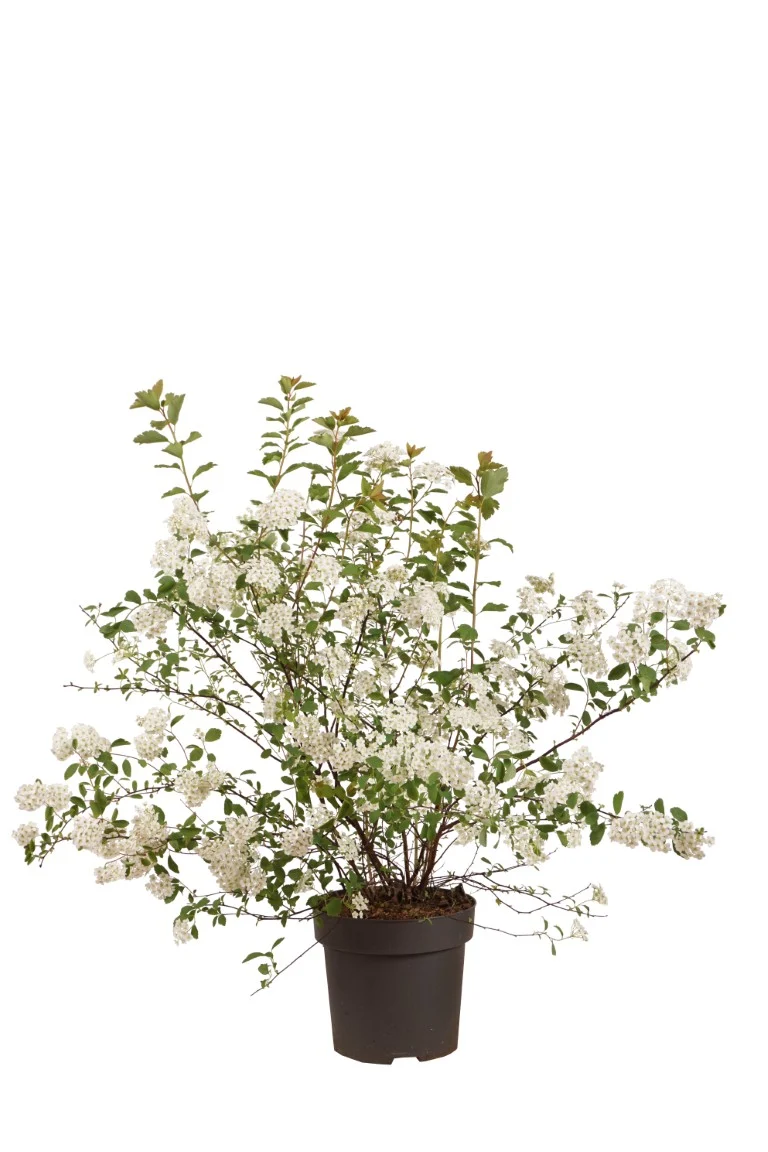 Spiraea vanhouttei C3 (3 liters kruka) / 19 cm kruka 30-40 cm