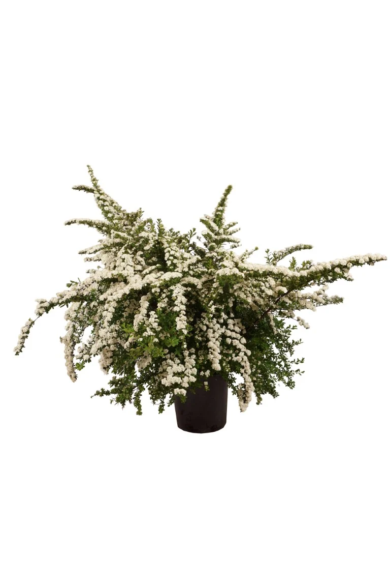 Spiraea nipp. 'Snowmound' C15 (15 liters kruka) 100-125 cm