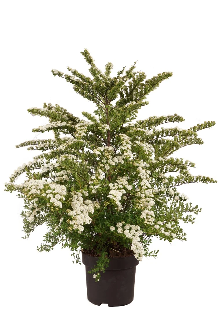 Spiraea nipp. 'Snowmound' C10 (10 liters kruka) 80-100 cm