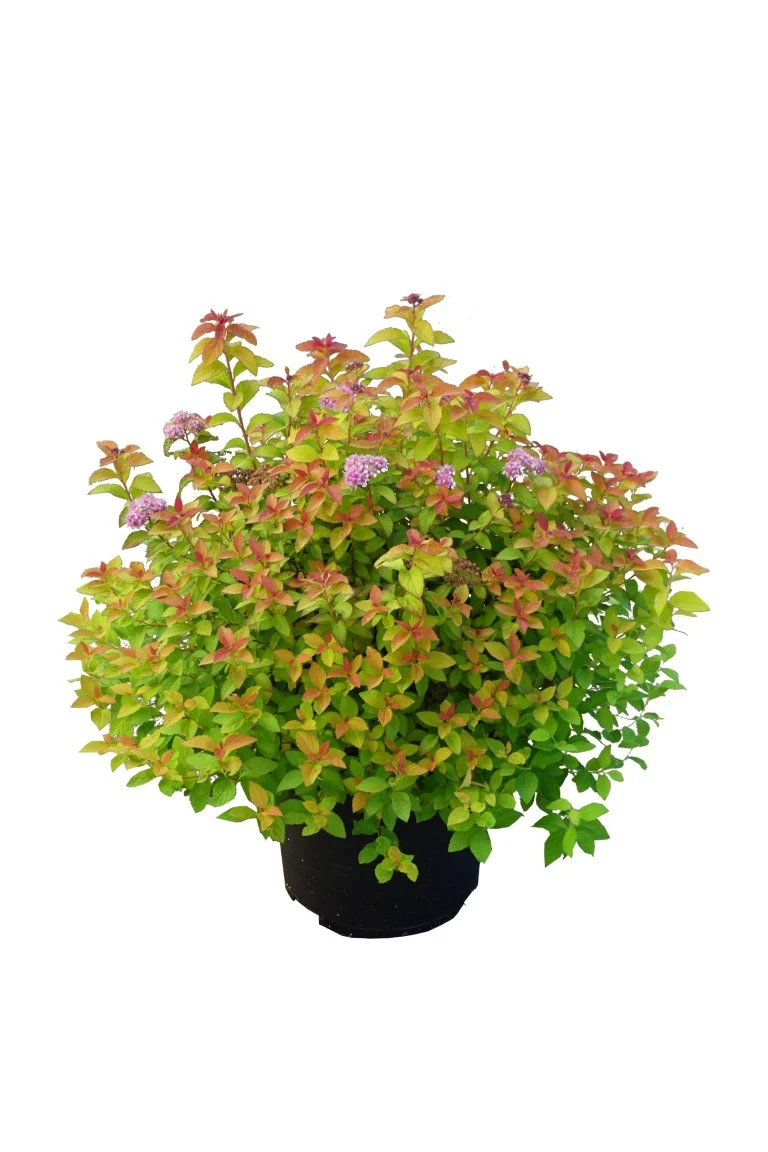Spiraea jap. 'Zen'Spirit' Caramel® C5 (5 liters kruka) 40-50 cm