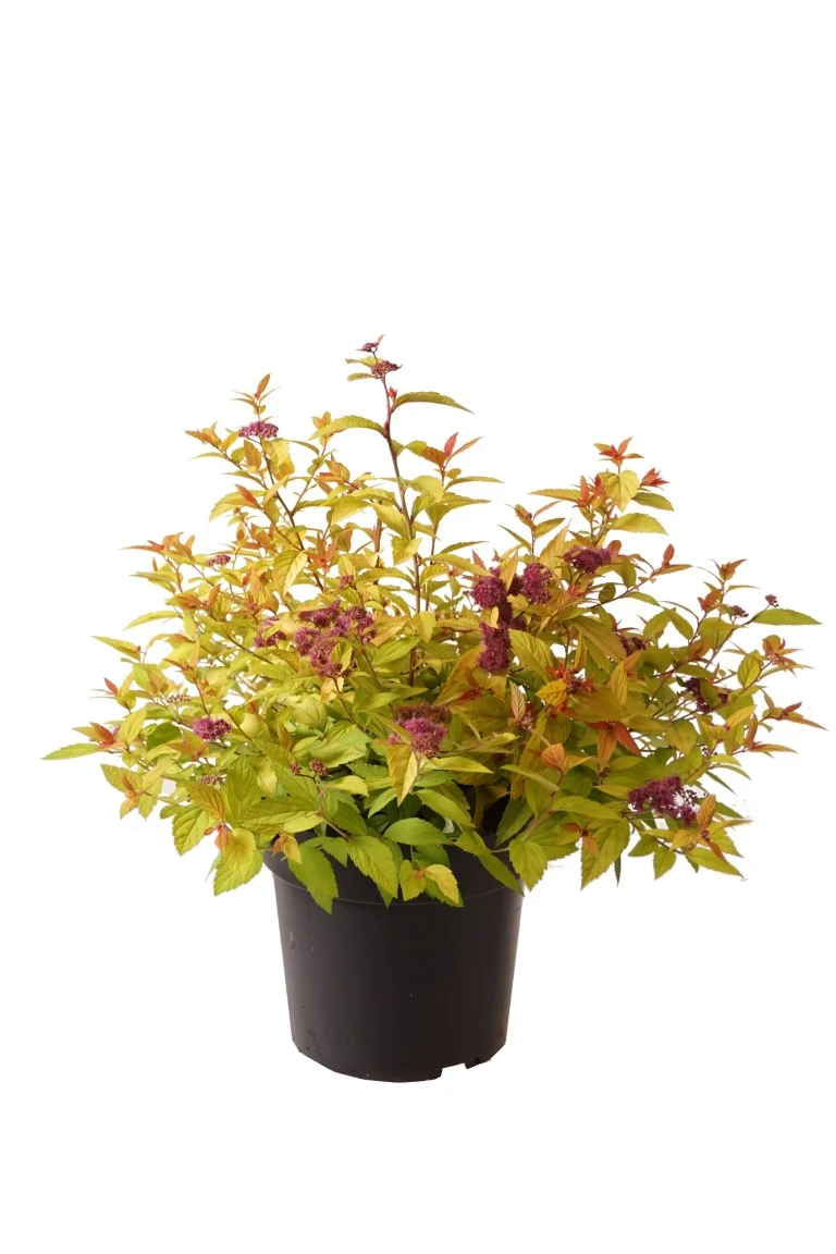 Spiraea japonica 'Little Flame' C5 (5 liters kruka) 40-50 cm