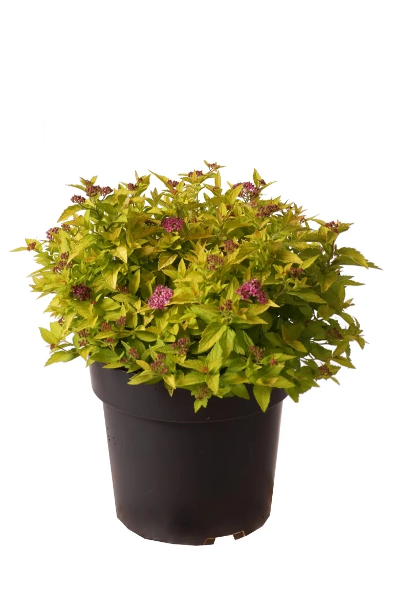 Spiraea jap. 'Golden Jack' 30-40 cm C4 (4 liters kruka)