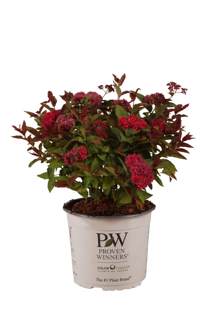 Spiraea japonica 'Double Play'® Doozie C3 (3 liters kruka) 30-40 cm