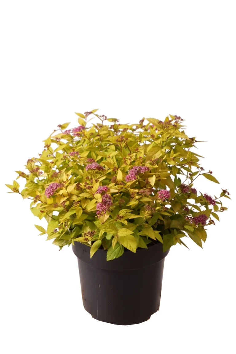 Spiraea japonica 'Golden Princess' C5 (5 liters kruka) 40-50 cm