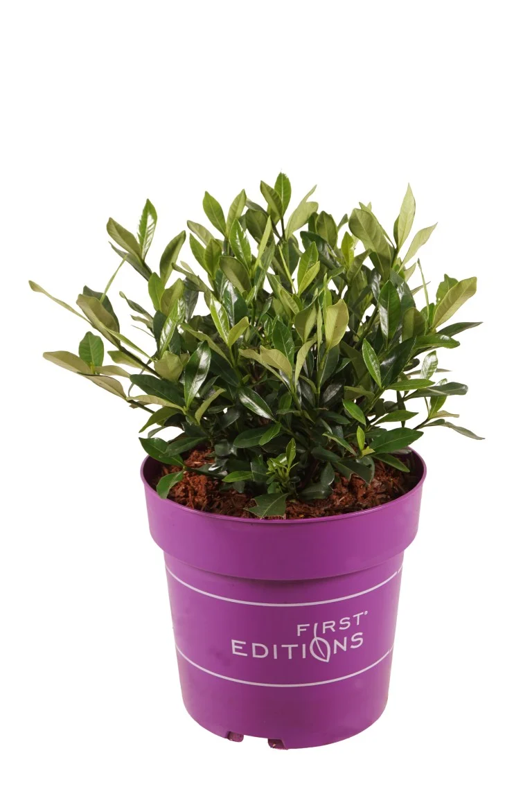Gardenia jasminoides 'Double Mint' C4 (4 liters kruka) 30-40 cm