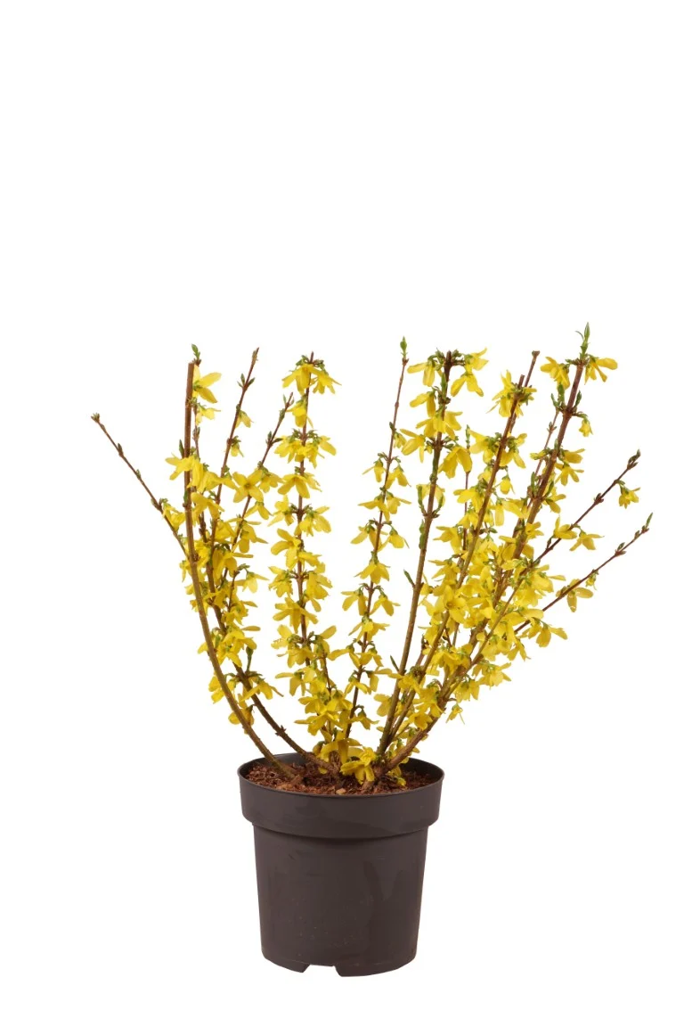 Forsythia int. 'Week-End' C3 (3 liters kruka) 30-40 cm