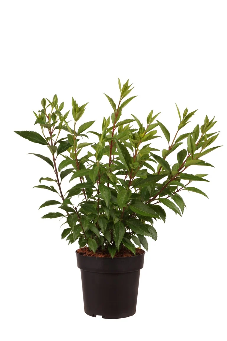 Forsythia int. 'Goldrausch' C5 (5 liters kruka) 50-60 cm