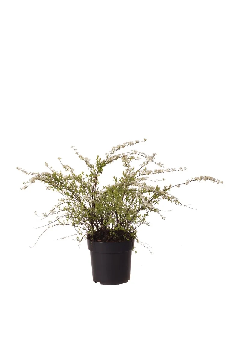 Spiraea cinerea 'Grefsheim' C5 (5 liters kruka) 50-60 cm