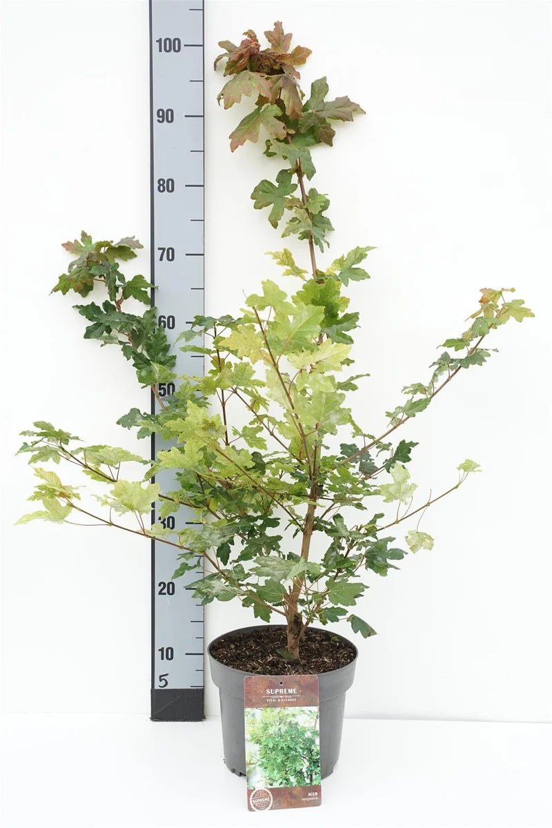 Acer campestre 40-60 cm C4 (4 liters kruka) / 21 cm kruka