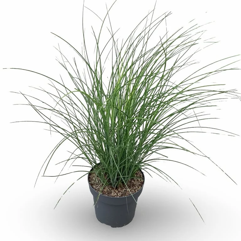 Miscanthus sin. 'Gracillimus' C12 (12 liters kruka) 100-125 cm