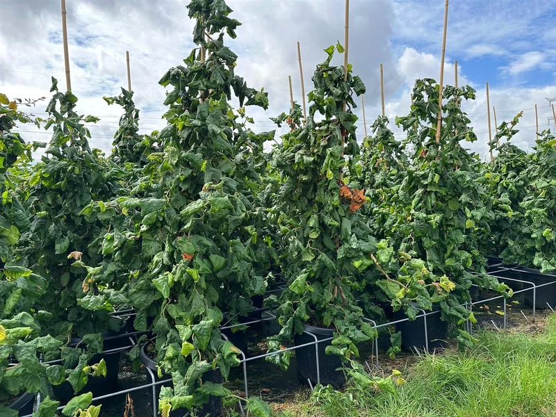 Corylus a. 'Contorta' C35 (35 liters kruka) 125-150 cm