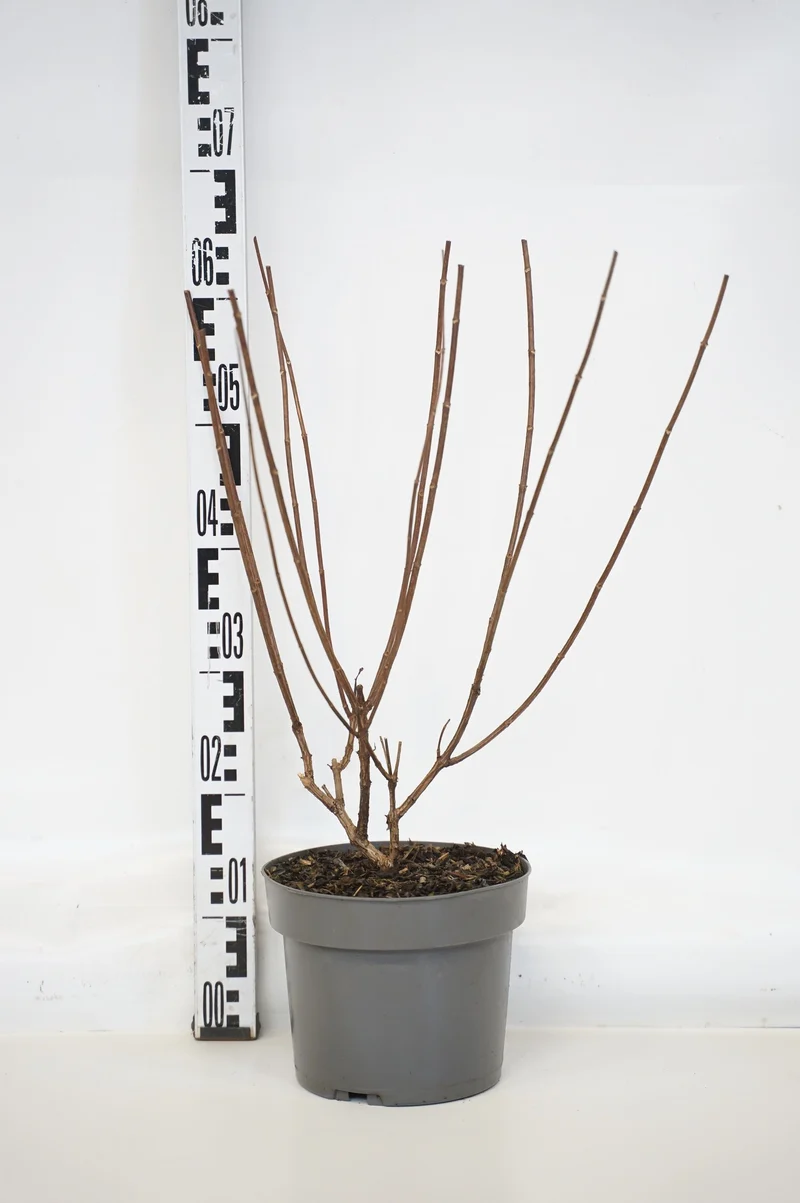 Hydrangea pan. 'Pinky Winky' C4 (4 liters kruka) 40-60 cm