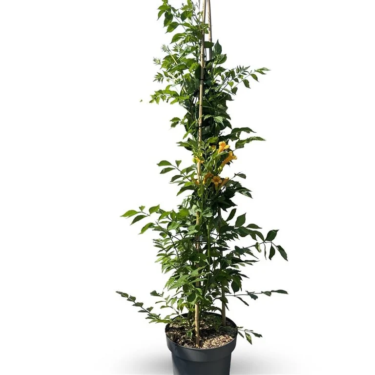 Campsis tagli. 'Golden Trumpet' C12 (12 liters kruka) 150-175 cm