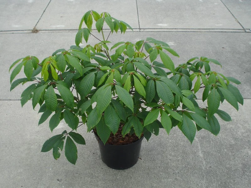 Aesculus parviflora C12 (12 liters kruka) 60-80 cm