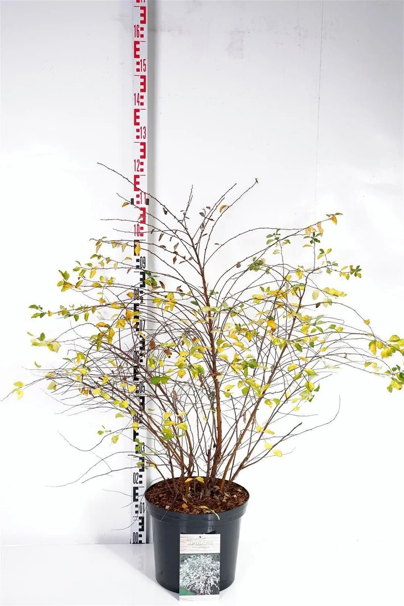 Spiraea vanhouttei C12 (12 liters kruka) 80-100 cm