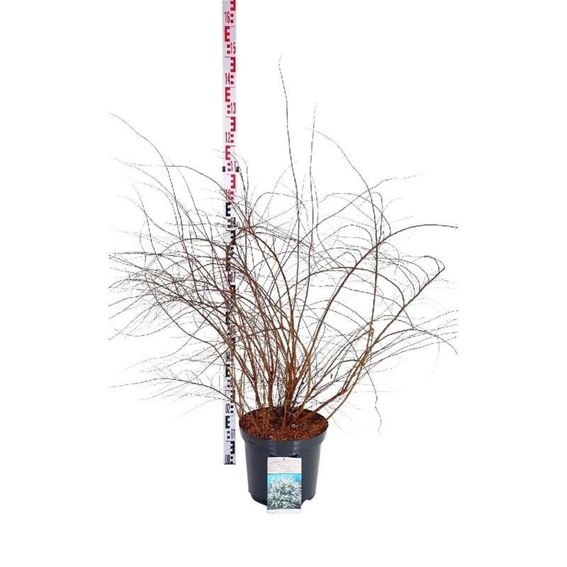 Spiraea cinerea 'Grefsheim' C12 (12 liters kruka) 80-100 cm