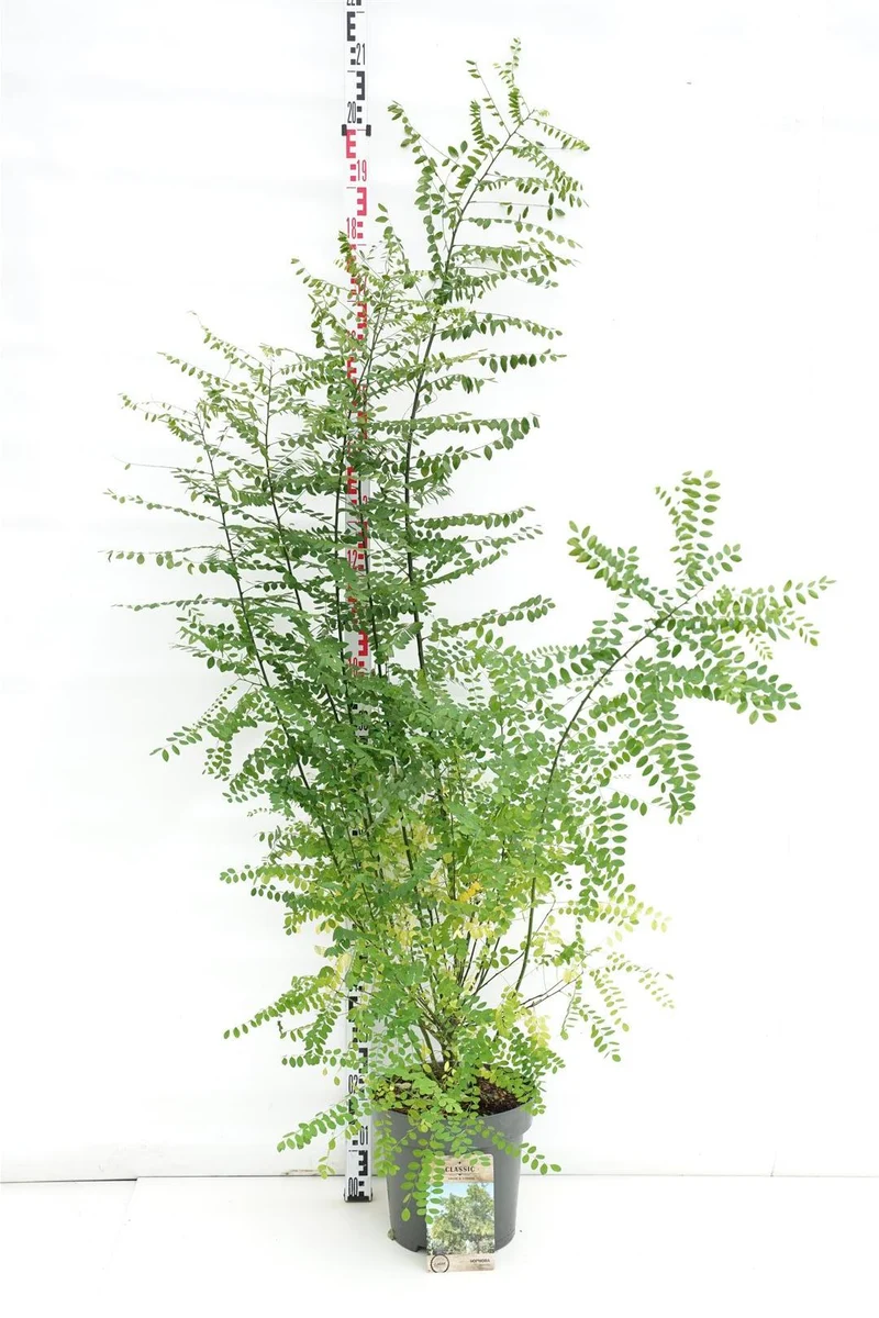 Sophora japonica 'Styphnolobium' C12 (12 liters kruka) 100-125 cm