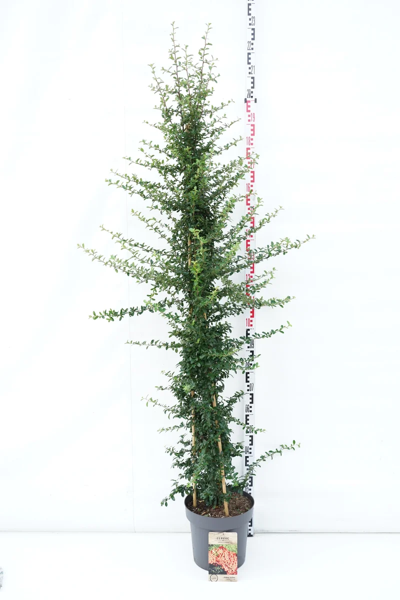 Pyracantha 'Saphyr Orange' C12 (12 liters kruka) 150-175 cm