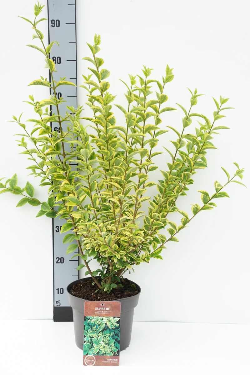 Guldliguster (Ligustrum oval. 'Aureum') C4 (4 liters kruka) 40-60 cm