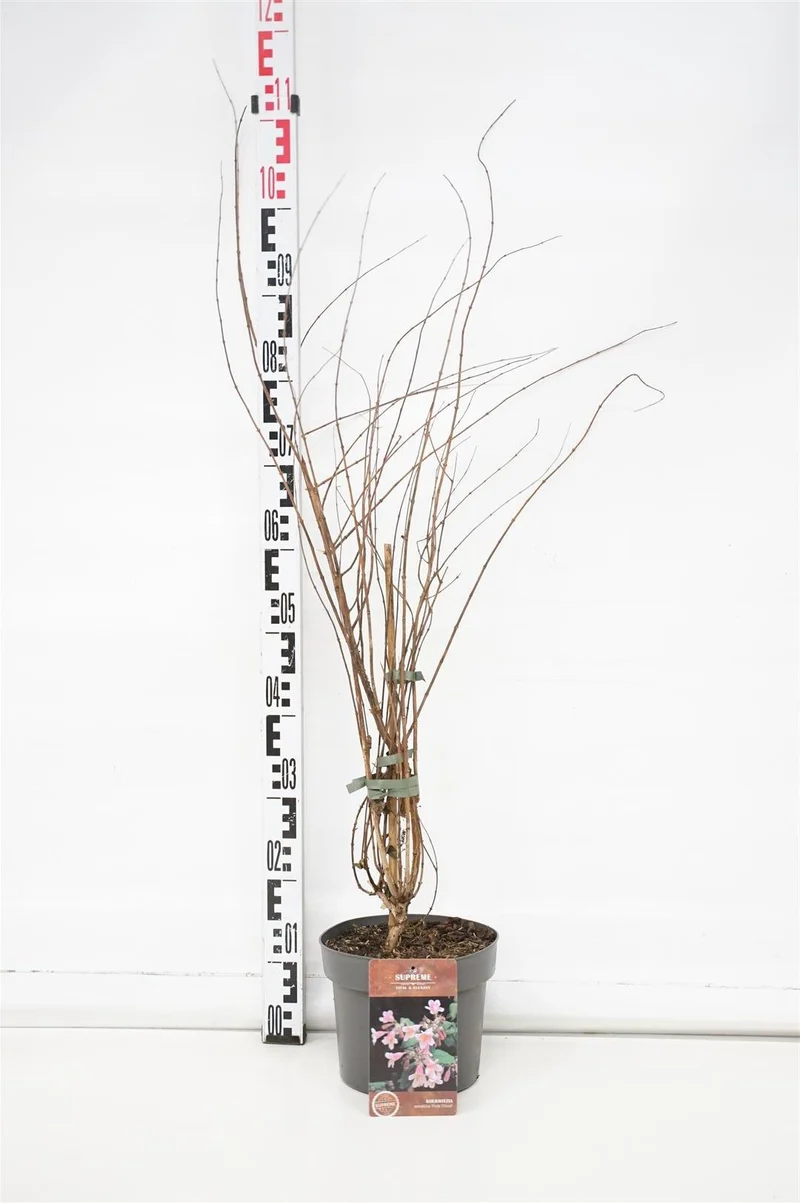 Kolkwitzia amabilis 'Pink Cloud' C4 (4 liters kruka) 40-60 cm
