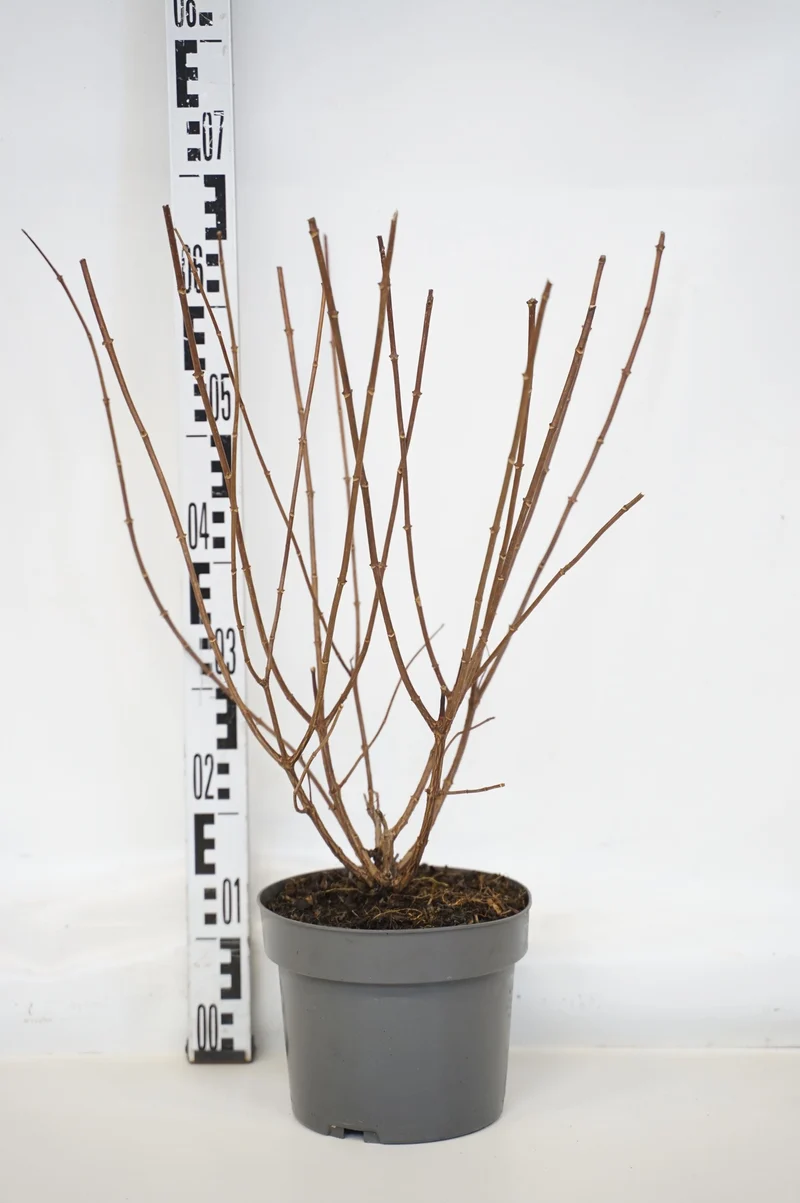 Vipphortensia Hydrangea pan. 'Sundea Fraise' C4 (4 liters kruka) / 21 cm kruka 40-60 cm