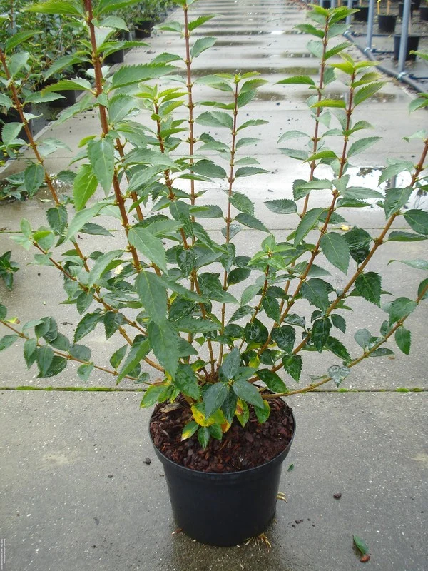 Forsythia int. 'Goldrausch' 80-100 cm, C12 (12 liters kruka)