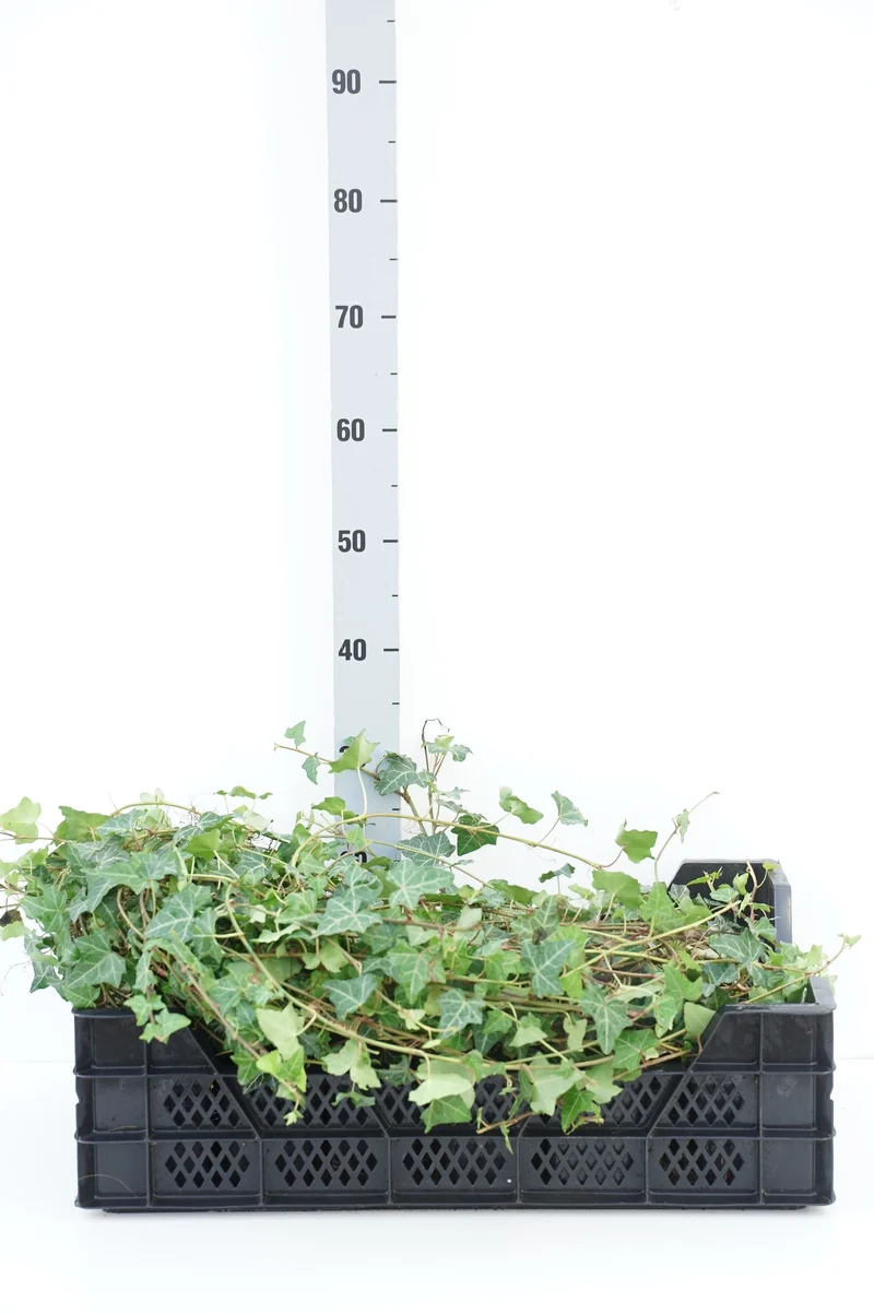 Hedera helix 9 cm kruka