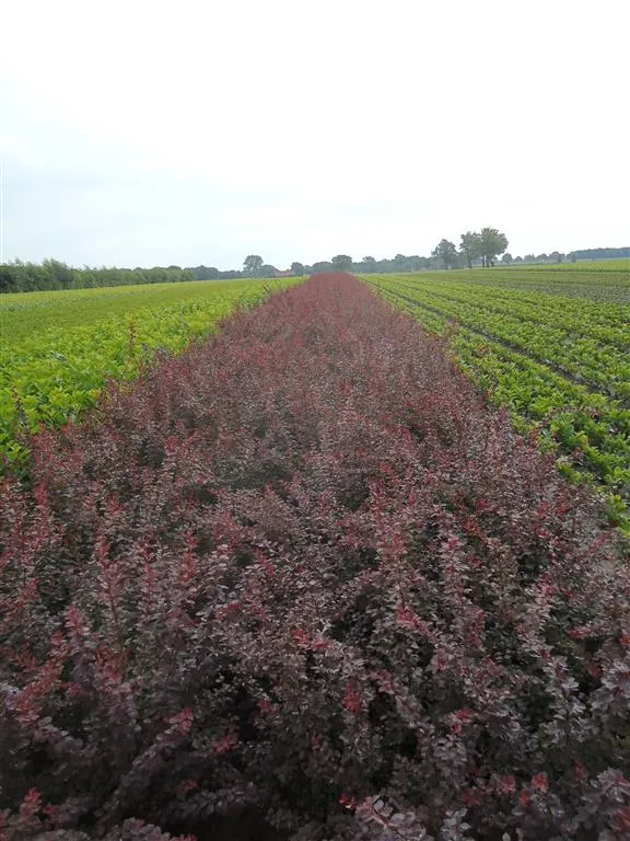 Berberis thunb. 'Atropurpurea' 60-80 cm