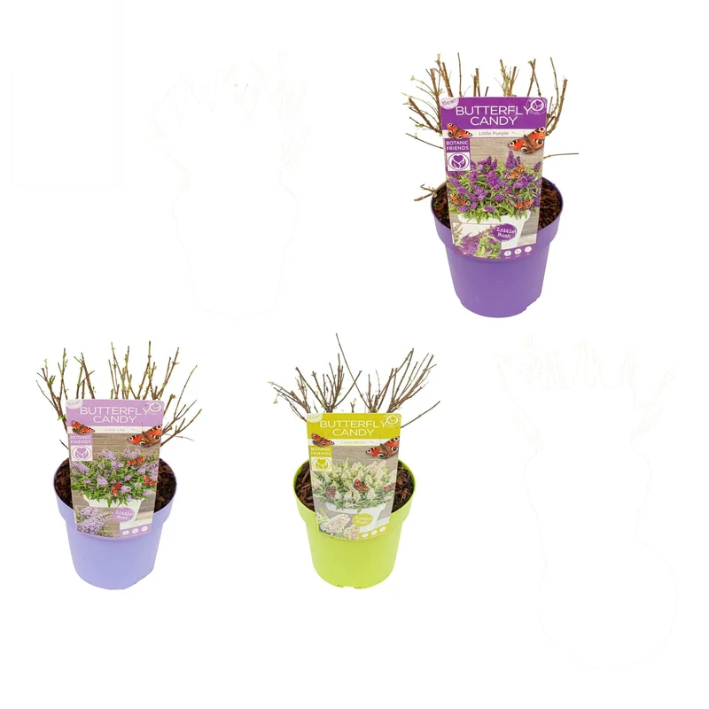 Buddleja d. 'Butterfly Candy Collection'® C3 (3 liters kruka) 25+ cm